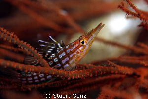 Longnose Hawkfish on black coral by Stuart Ganz 